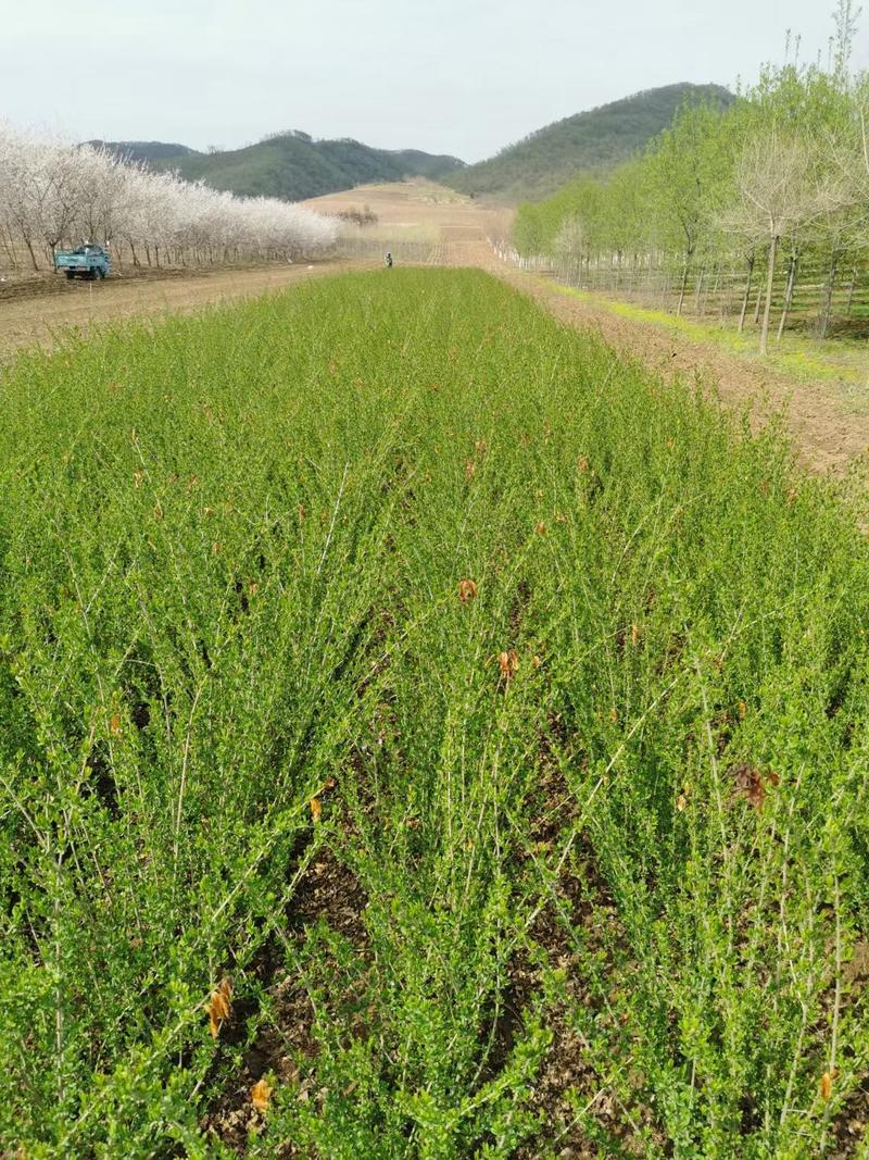 产地批发紫穗槐(油条)播种苗苗子粗壮产一手货源优惠