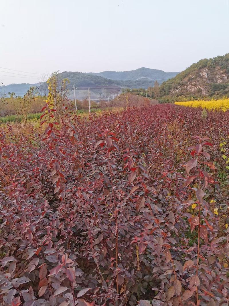 产地批发紫穗槐(油条)播种苗苗子粗壮产一手货源优惠