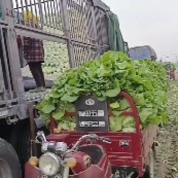 黄心大白菜大量上市中