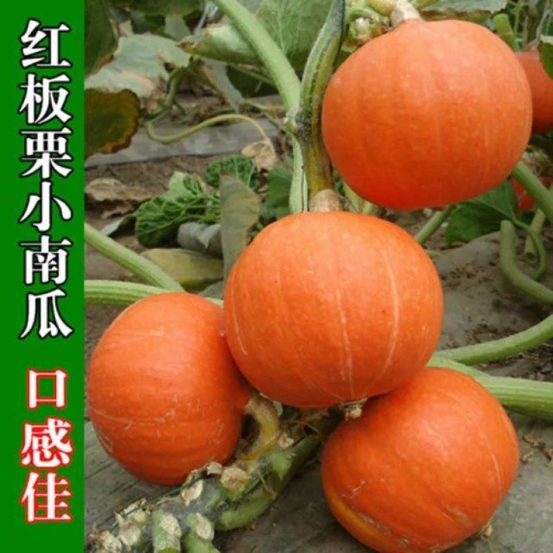 高产红蜜板栗南瓜种子贝贝南瓜种籽春秋季香甜糯四季蔬菜