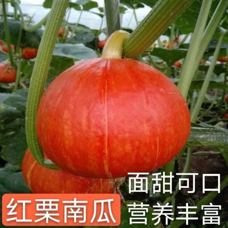 高产红蜜板栗南瓜种子贝贝南瓜种籽春秋季香甜糯四季蔬菜