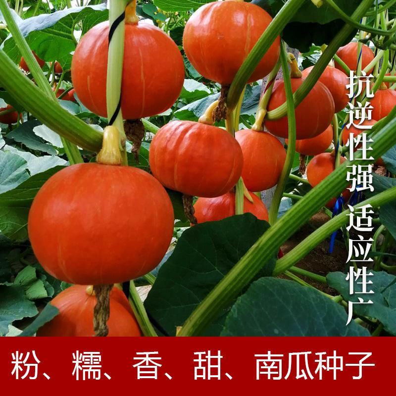 高产红蜜板栗南瓜种子贝贝南瓜种籽春秋季香甜糯四季蔬菜