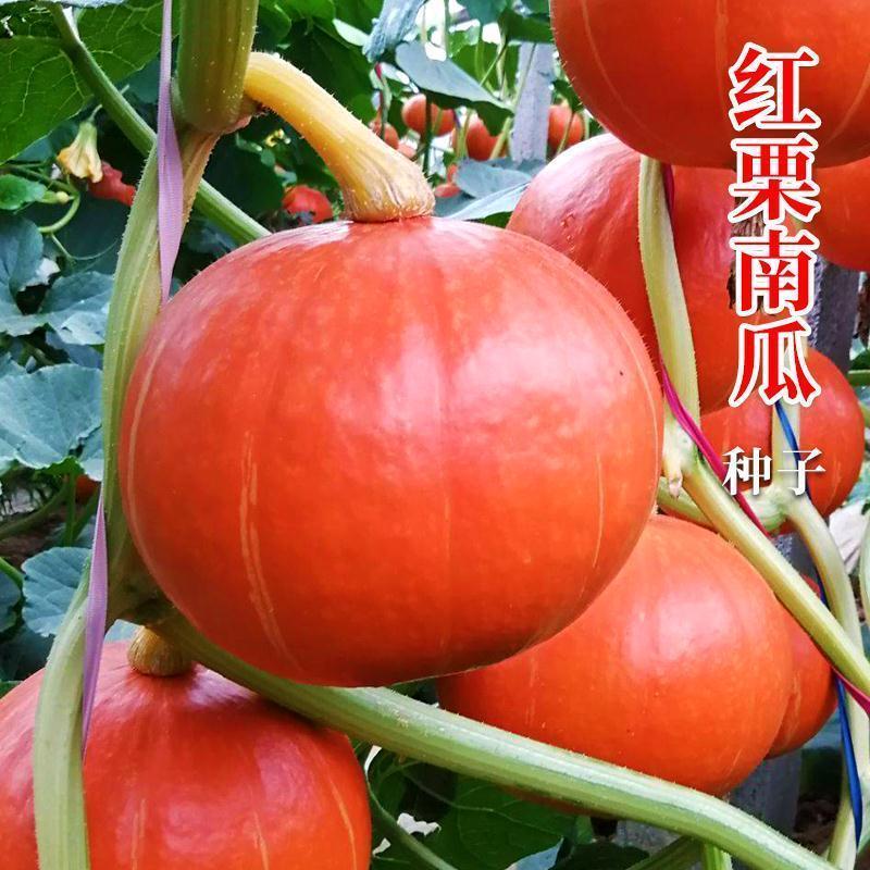 高产红蜜板栗南瓜种子贝贝南瓜种籽春秋季香甜糯四季蔬菜