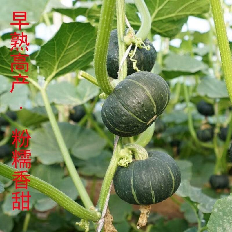 甜栗南瓜种子高产小南瓜甜面香糯甘面四季春季蔬菜种子
