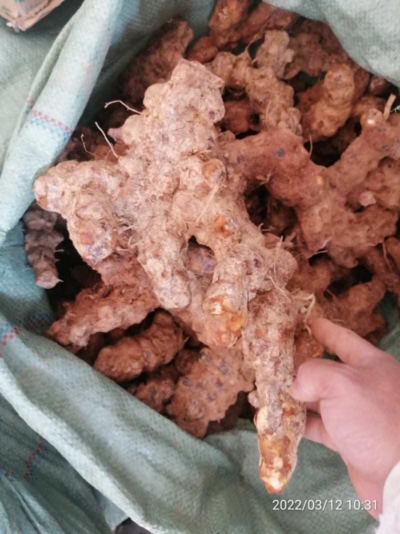 广东本地新鲜白肉土茯苓（大量批发，大量批发）