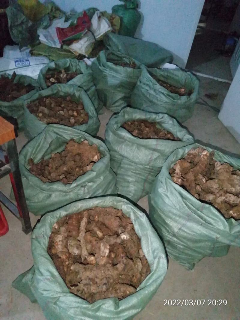 广东本地新鲜白肉土茯苓（大量批发，大量批发）