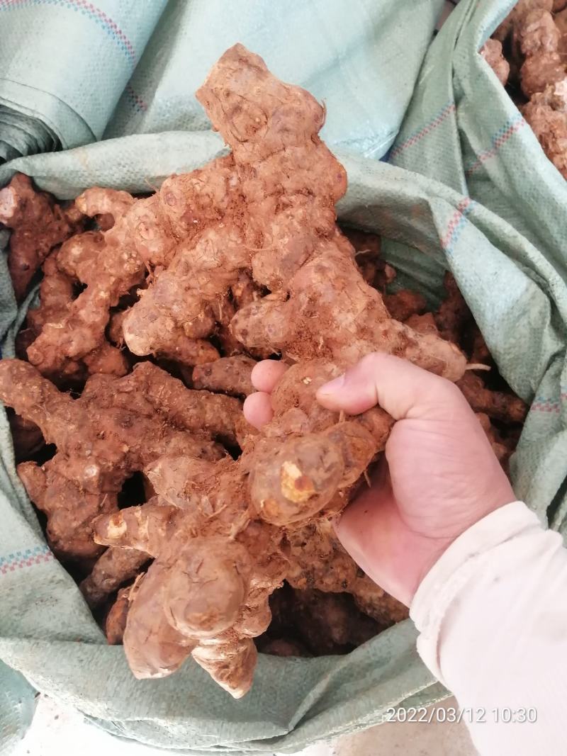 广东本地新鲜白肉土茯苓（大量批发，大量批发）