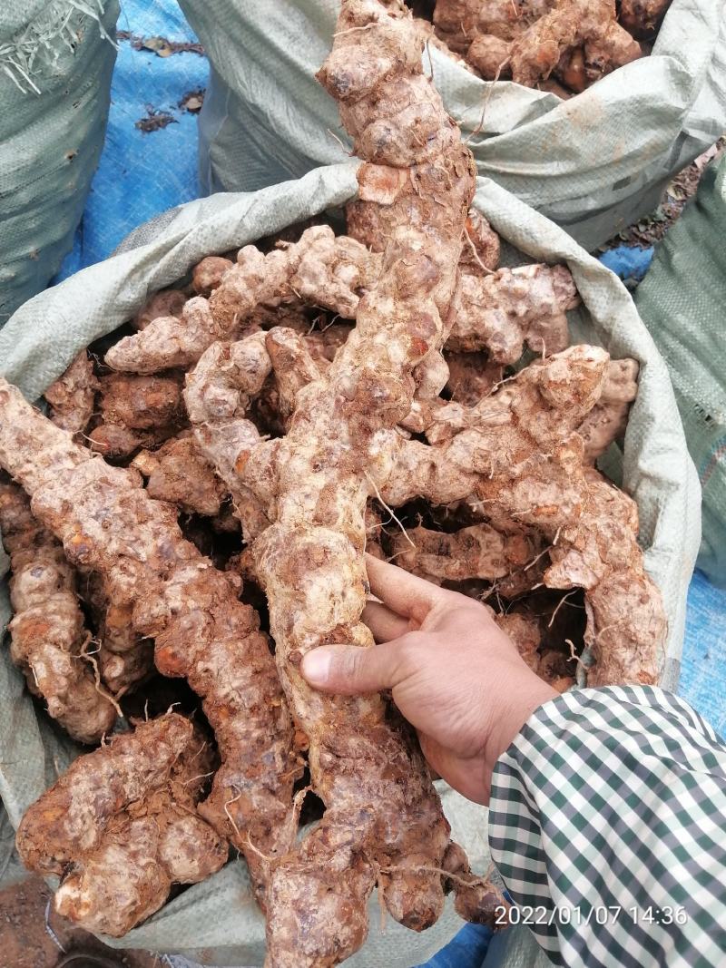 广东本地新鲜白肉土茯苓（大量批发，大量批发）