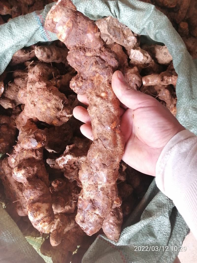 广东本地新鲜白肉土茯苓（大量批发，大量批发）