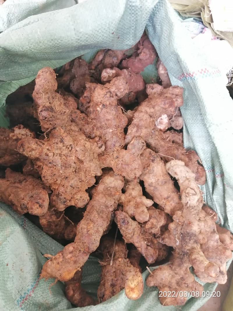 广东本地新鲜白肉土茯苓（大量批发，大量批发）