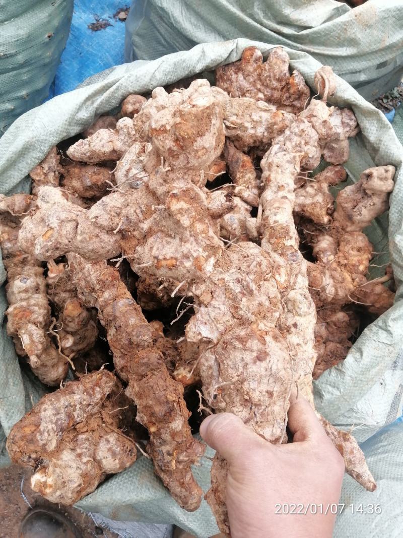 广东本地新鲜白肉土茯苓（大量批发，大量批发）