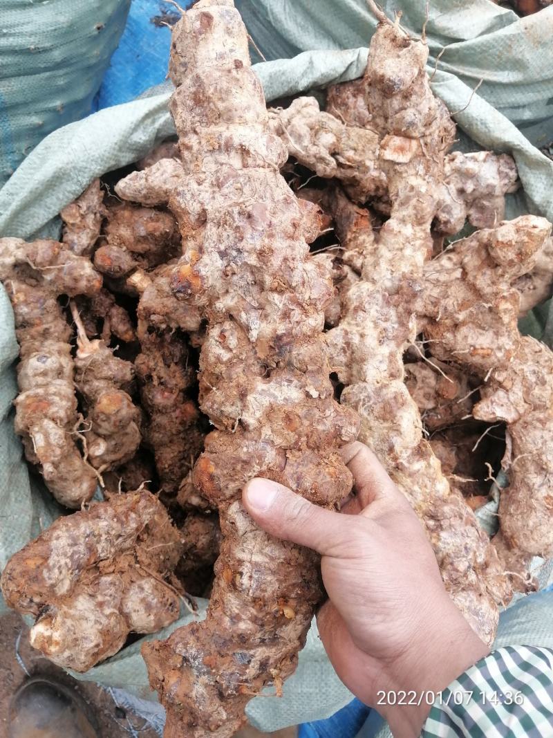 广东本地新鲜白肉土茯苓（大量批发，大量批发）