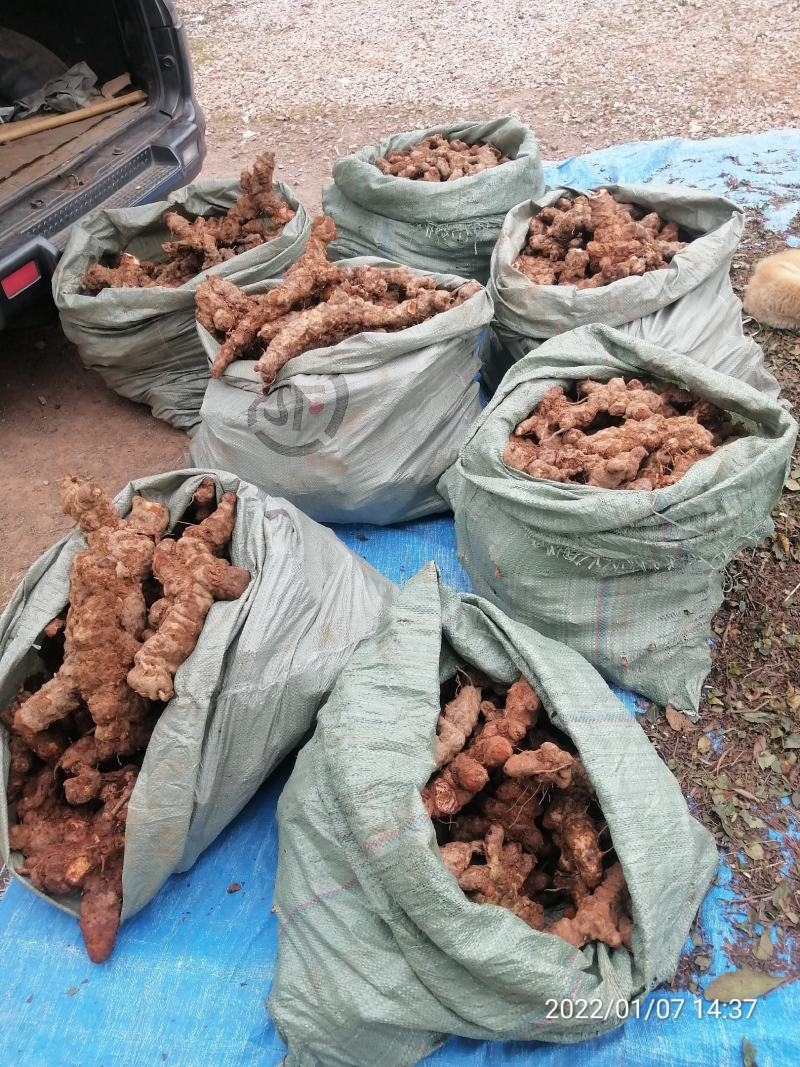 广东本地新鲜白肉土茯苓（大量批发，大量批发）