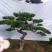 造型松，景观松，迎客松，造型黑松，造型油松