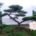 造型松，景观松，迎客松，造型黑松，造型油松