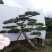 造型松，景观松，迎客松，造型黑松，造型油松