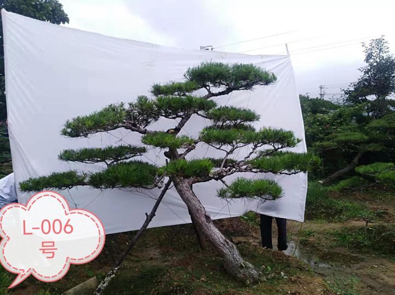造型松，景观松，迎客松，造型黑松，造型油松