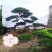 造型松，景观松，迎客松，造型黑松，造型油松