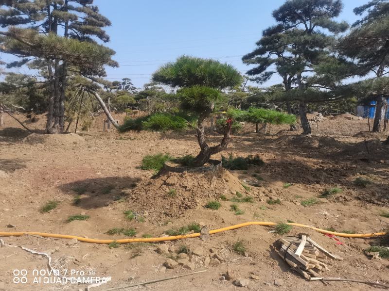造型松，景观松，迎客松，造型黑松，造型油松