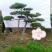 造型松，景观松，迎客松，造型黑松，造型油松