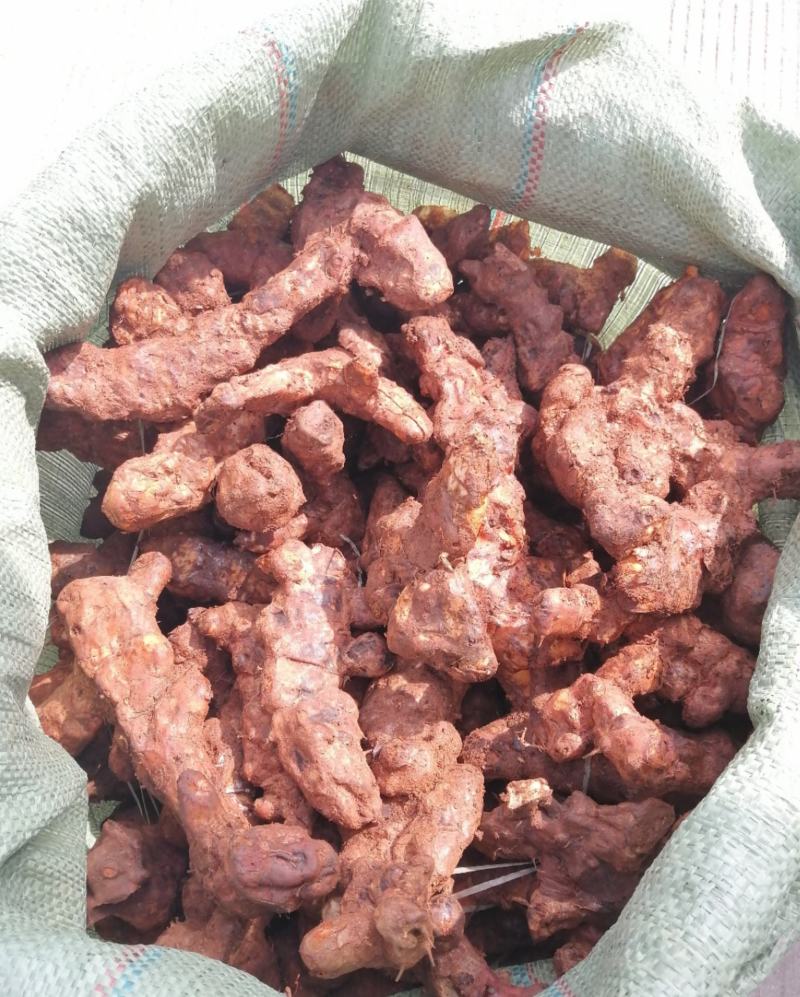 广东本地新鲜白肉土茯苓（大量批发，大量批发）