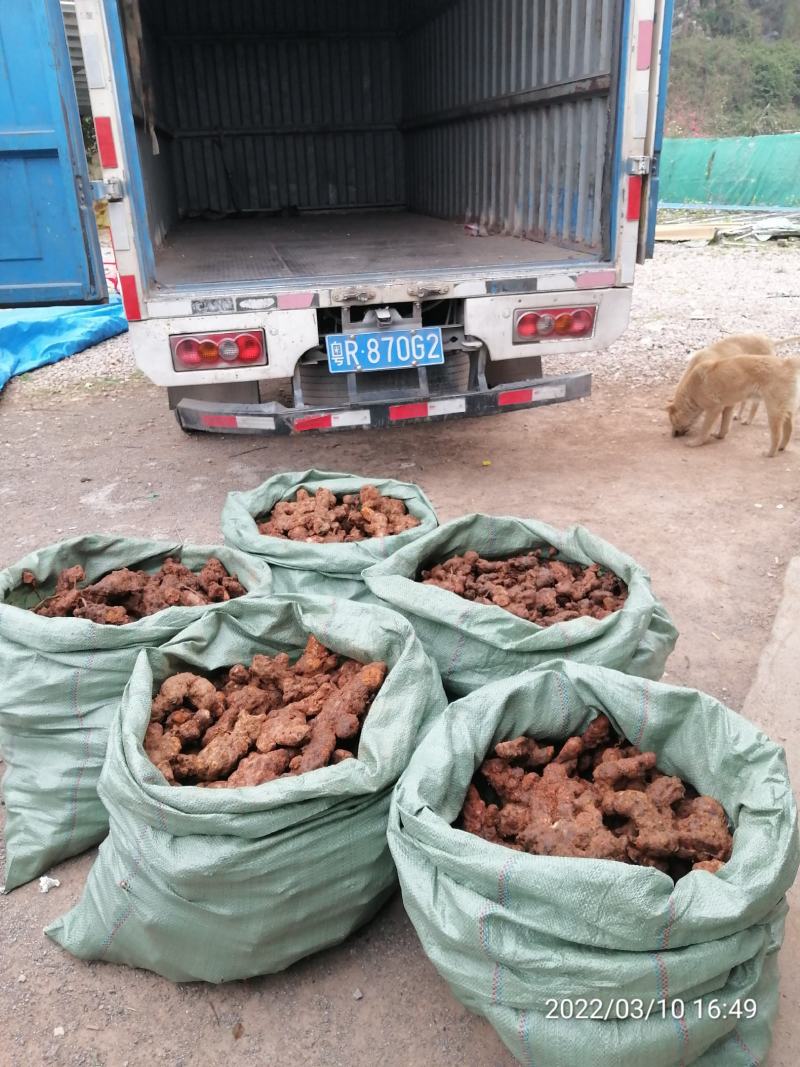 广东本地新鲜白肉土茯苓（大量批发，大量批发）