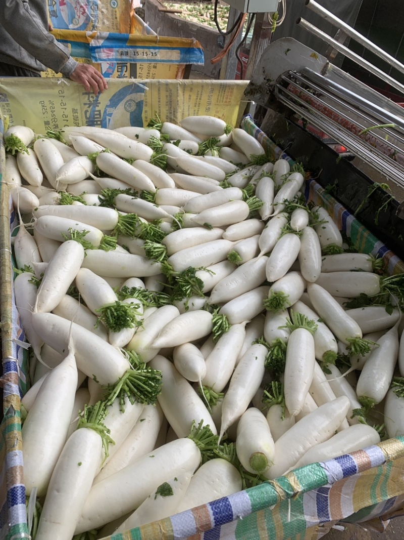 基地精品白萝卜