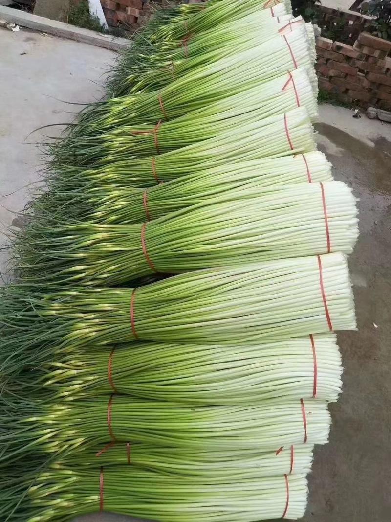 白帽蒜苔，苔长60公分干苔，产地直供，对接电商、市场等