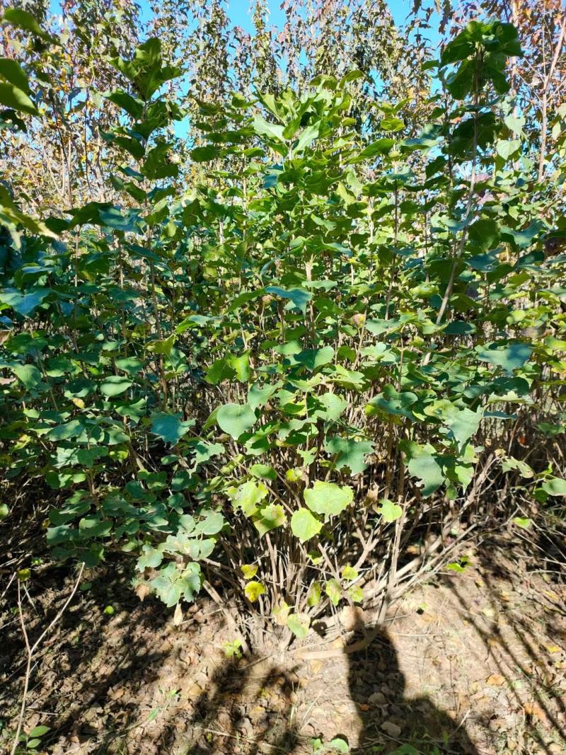 批发丛生暴马丁香白丁香大墩园林绿化用苗规格全优惠