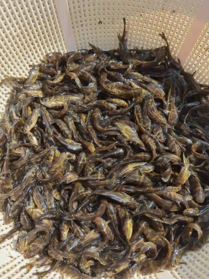 黄骨鱼苗黄颡鱼黄辣丁，黄骨鱼，规格齐全及各种鱼苗