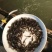 黄骨鱼苗黄颡鱼黄辣丁，黄骨鱼，规格齐全及各种鱼苗
