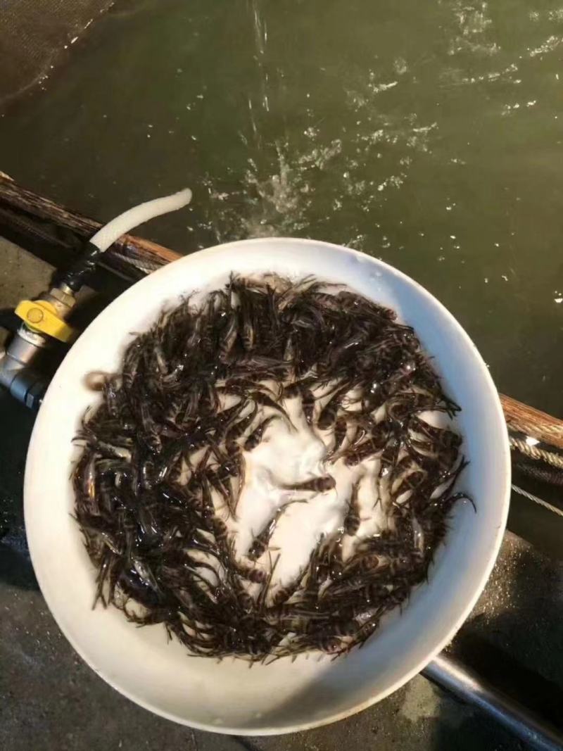 黄骨鱼苗黄颡鱼黄辣丁，黄骨鱼，规格齐全及各种鱼苗