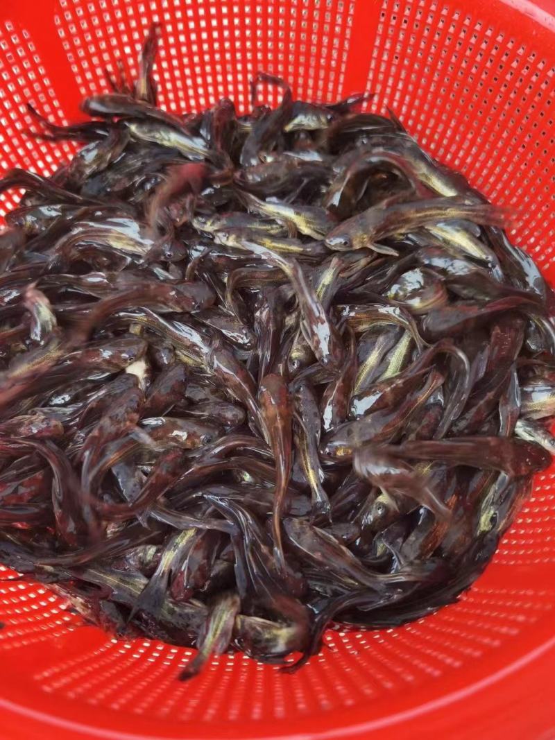 黄骨鱼苗黄颡鱼黄辣丁，黄骨鱼，规格齐全及各种鱼苗