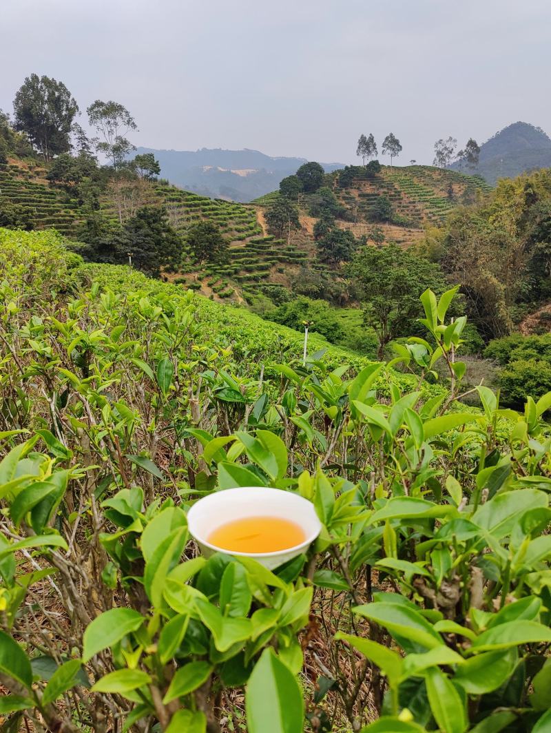 白叶单丛茶蜜兰香