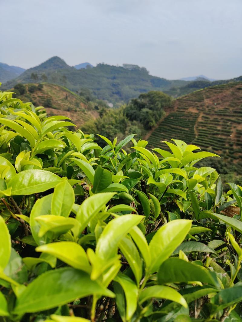 白叶单丛茶蜜兰香