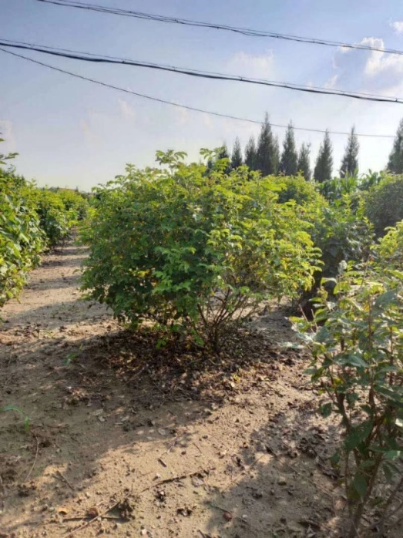 供应四季丁香球丁香花造型球园林绿化规格全价格合理