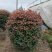 供应四季丁香球丁香花造型球园林绿化规格全价格合理