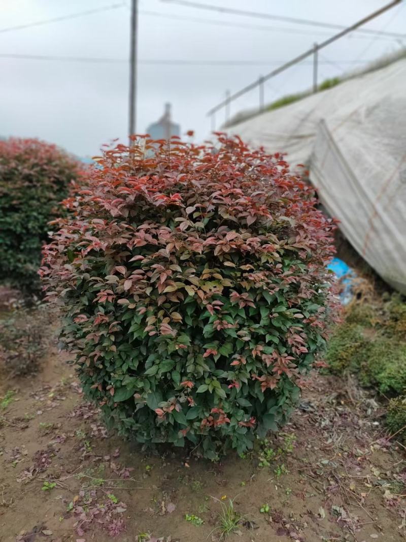 供应四季丁香球丁香花造型球园林绿化规格全价格合理