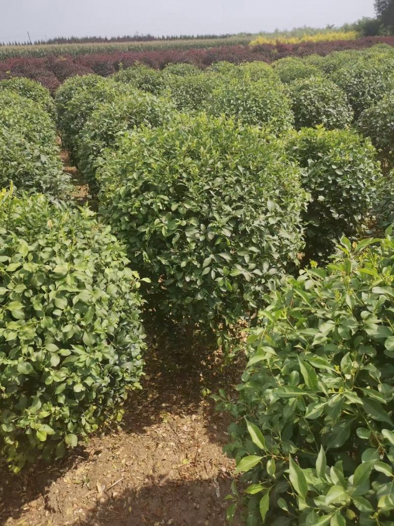 供应四季丁香球丁香花造型球园林绿化规格全价格合理