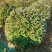 供应四季丁香球丁香花造型球园林绿化规格全价格合理