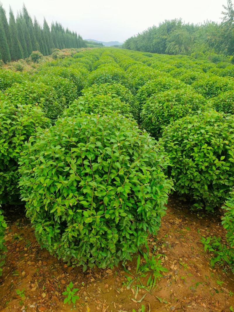 供应四季丁香球丁香花造型球园林绿化规格全价格合理