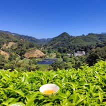 白叶单丛茶蜜兰香