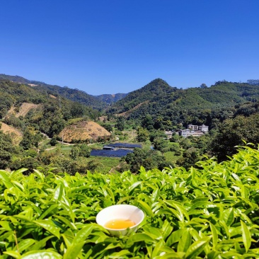 白叶单丛茶蜜兰香