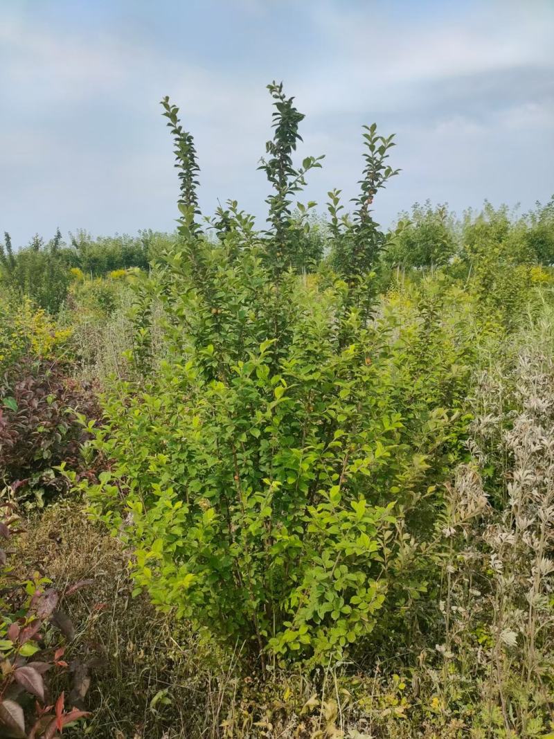 毛樱桃苗批发东北山樱桃苗可嫁接榆叶梅规格全优惠