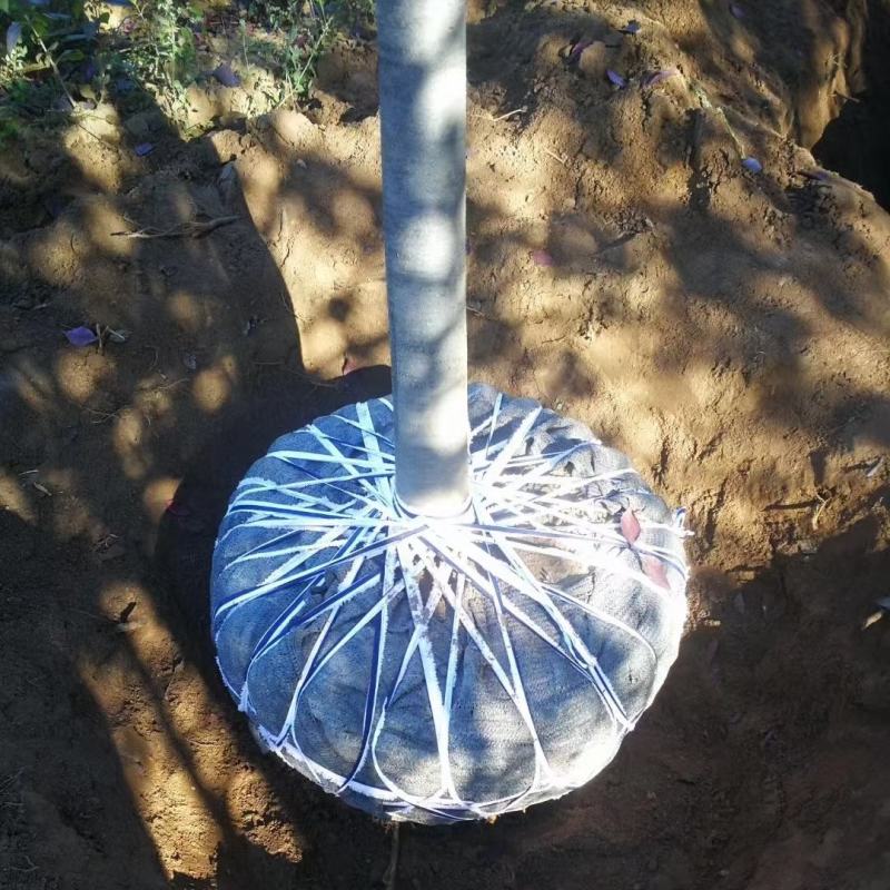 紫叶稠李丛生紫叶稠李苗乡村绿化占地树规格全量大优惠