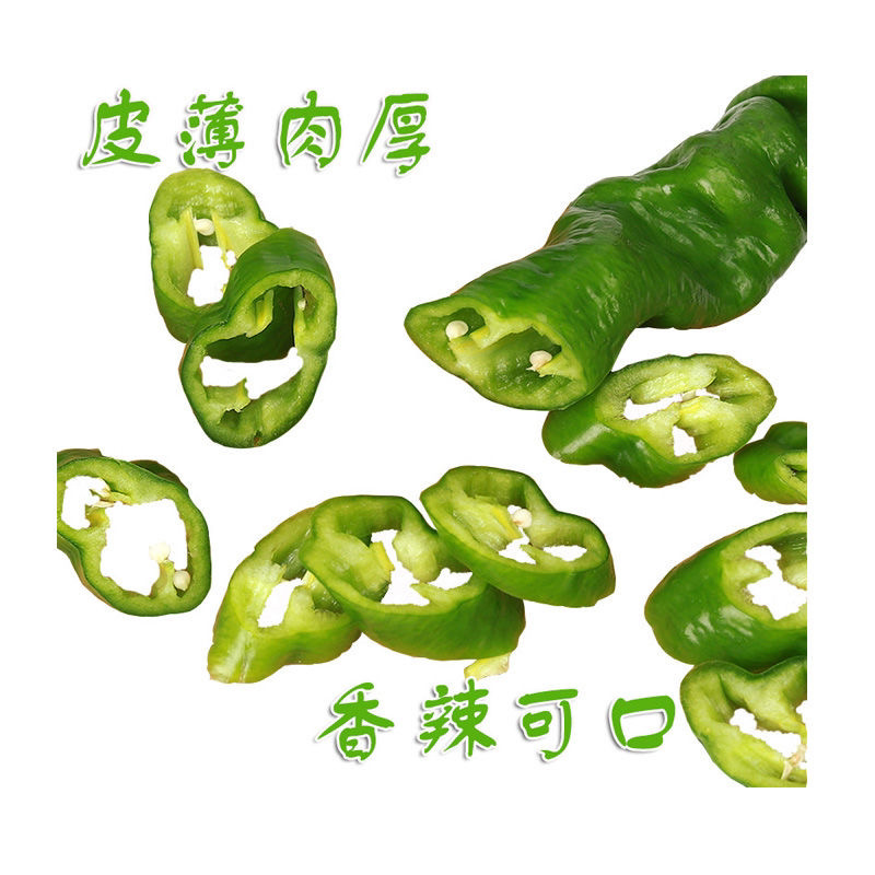 《螺丝椒》大量供应产地批发货源充足代发全国