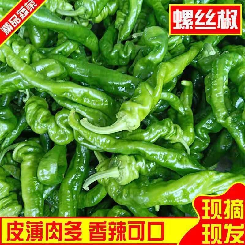 《螺丝椒》大量供应产地批发货源充足代发全国