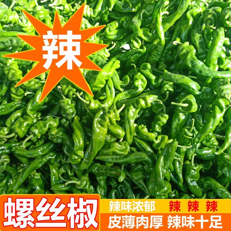 《螺丝椒》大量供应产地批发货源充足代发全国