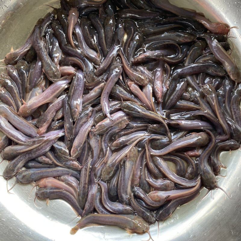 塘鲺苗塘鲺鱼苗本地三黄塘鲺鱼苗埃及塘鲺鱼苗原产地