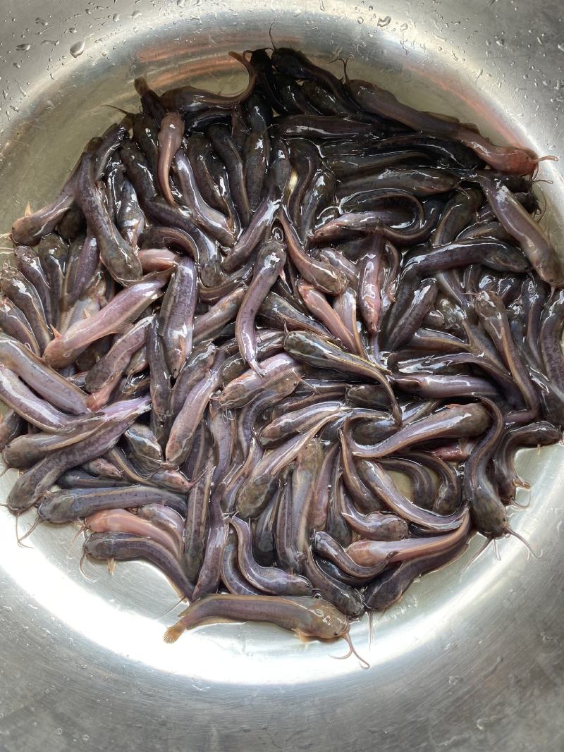 塘鲺苗塘鲺鱼苗本地三黄塘鲺鱼苗埃及塘鲺鱼苗原产地